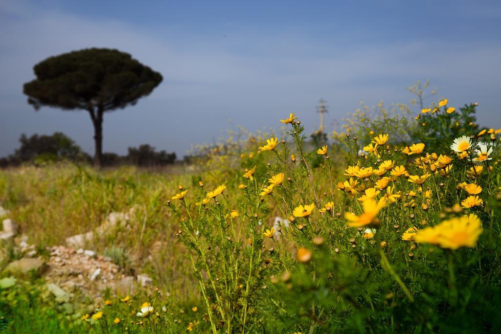 Bonjour Bed and Breakfast Morciano di Leuca Exterior foto